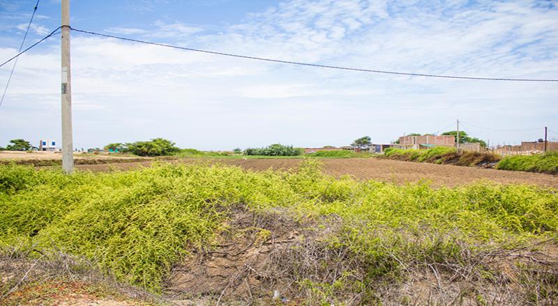 VENTA DE TERRENO DE 9315 M2 EN CARRETERA A PIMENTEL